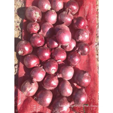 Exportieren Sie neue Ernte gute Qualitäts-konkurrierende 3-5cm rote Zwiebel